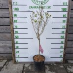 Orgován (Syringa) ´JOSEE´ - výška 80-100 cm, kont. C7L - NA KMIENKU